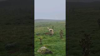 ferreting rabbiting hunting catchdog sukithesaluki rabbitexpress [upl. by Manon]