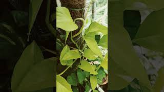 Money plant care shortfeed gardening [upl. by Imeaj984]