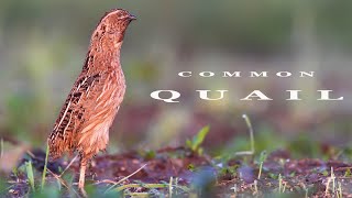 Common Quail bird sounds [upl. by Anamor74]