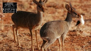 DikDik The Tiny Antelope of Africa [upl. by Rintoul581]