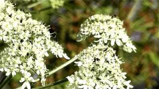 Video haiku n°25 Accouplement dinsectes  Insect mating [upl. by Ausoj]