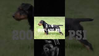 Bull terrier VS jagdterrier dogs bullterrier [upl. by Given15]