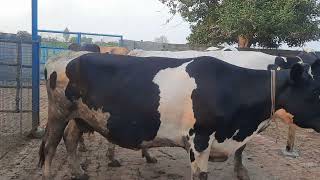 Absstriker cow for sale 9812888886 milk capacity 35lit rate 75000Karnal Haryana [upl. by Nylecyoj]