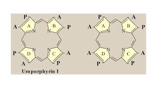 Porphyrins amp Hemoproteins Lecture 02 [upl. by Ummersen]