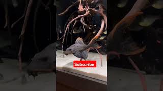 Tank cleaner pleco fish tamil 🐟viralvideofishaquarim trendingshorts snakehead aquariumchannel [upl. by Atika]