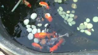 My Fancy Goldfish Pond [upl. by Lajet]