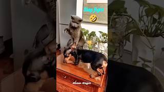 Meow😺vs🐶 Woof l The Ultimate Slap Battle 😁🤣 shorts youtubeshorts cats dogs catvsdog fighting [upl. by Rednave]