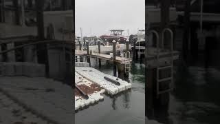 Nurse Shark in our marina 🦈 Sundays Florida [upl. by Luise]