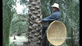 Subir a una palmera para recolectar dátiles en Elche [upl. by Gona479]