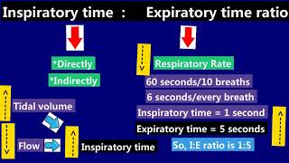 11 Expiratory Time Inspiratory Time IE ratio [upl. by Colp]