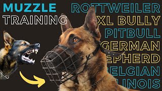 Expert Tips on How to Muzzle Train Your Dog for Safety and Comfort 🐾  Best Muzzles Recommended [upl. by Pirri]