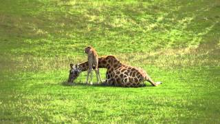 Baby giraffe cares for mum at Longleat [upl. by Lanti897]