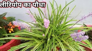 Liriope plant caring tips [upl. by Anetta108]