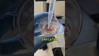 Vinegar vs Bacteria found on Chicken skin viraltiktok microscope interesting science [upl. by Rundgren885]