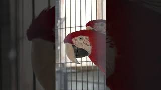 Green Wing Macaw  Majestic Parrots for Sale  Rare Birds shorts [upl. by Kabob]