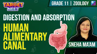 Human Alimentary Canal Digestion and Absorption  02INEET 2024  Zoology  Sneha Maam [upl. by Bowden]