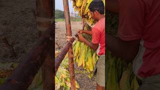 Farmer working in field farmers at the tobacco farm leafs cultivation farmerArjuncreations [upl. by Ahsenwahs240]