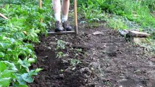 Mounding or Hilling Potatoes with a Broadfork [upl. by Notrub]