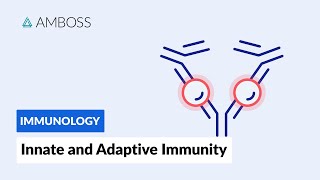 Innate and Adaptive Immunity Types of Immune Responses Full version [upl. by Imray]