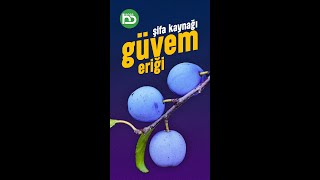 Doğanın Mucizesi Güvem Eriği Çakal Eriği Prunus Spinosa shorts [upl. by Gershon]