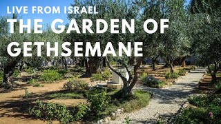 Rachel Baxter is live from the Garden of Gethsemane in Jerusalem [upl. by Herzel304]