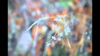 120  Seed Dispersal Updated see video220 [upl. by Shaefer]