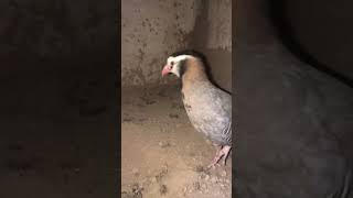 Pure maskati partridge breeder pair ❤️ [upl. by Ajax]