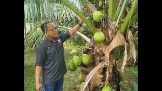 kelapa tacunan berbuah lebatkelapa [upl. by Shanly]