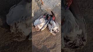 Pigeon killed by falcon😞 subscribe goviral support goldenkabootar teddykabootar kabootar [upl. by Bill]