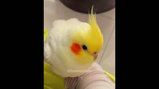 Cuteness Overload 🥰 cockatiel cockatielscraze [upl. by Ponce]