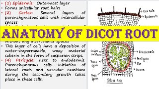 Anatomy of dicot root [upl. by Abey867]