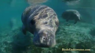 Swim With Manatees in Crystal River Florida [upl. by Deeyn]