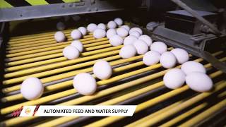 Pasteurized Egg Liquid and Powder manufacturing process PEGGS INDIA [upl. by Ayocal]