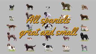 All spaniels great and small [upl. by Anehsat]