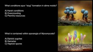 Timelapse of Slime Mould [upl. by Anilejna]