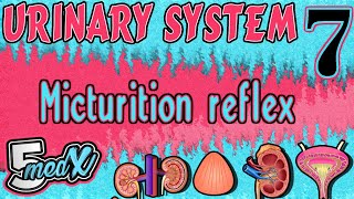 Lecture 7 Micturition reflex [upl. by Pickett289]