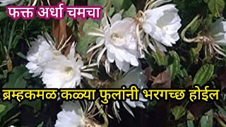 ब्रम्हकमळला भरपूर फुले येण्यासाठी दया हे खत Organic fertilizerspgardeningmarathi [upl. by Nabala]