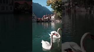 🌟 Why is Interlaken So Famous ✨ [upl. by Harness]