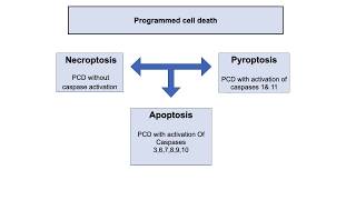 Necroptosis and Pyroptosis Programmed cell death [upl. by Adria405]