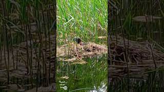 Fluffy Floaters De Meerkoet Familie Vlog [upl. by Milicent]