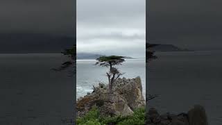 The lone cypress tree in Big Sur [upl. by Latreshia]