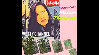 REVIEW JENIS TANAMAN [upl. by Mchenry203]