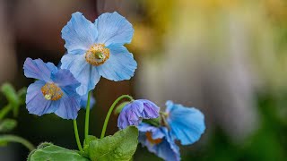 How Do We Grow the Rare Blue Poppy [upl. by Notsle]