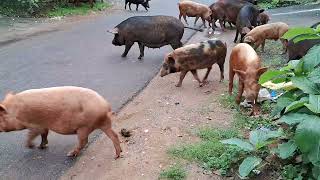 Why swine thrives in bhubaneswar Municipality [upl. by Anyek541]