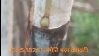 COS 18231 अगेति गन्ना किस्म18231 sugarcane variety 18231 12207 15201 11015 18221 11082 [upl. by Enitsej]