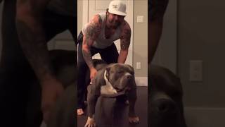 Cane Corso XXI pitbull pocket Bully Dog Transformation 🔥shorts dog [upl. by Hukill534]