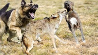 German Shepherd saves its friend from a Coyote [upl. by Lemmor]