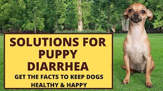 What are solutions for puppy diarrhea [upl. by Tod]