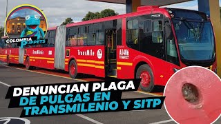 ¡Pilas Alertan de infestación de PULGAS en TRANSMILENIO  bogotá [upl. by Nnav525]