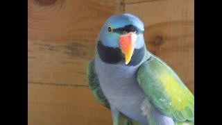 aleksandretta chińskanowy nabytekDerbyan parakeetкитайский попугай [upl. by Welbie]